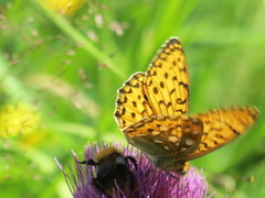 Dark Green Fritillary (Argynnis aglaja)