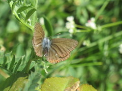 Sølvblåvinge (Polyommatus amandus)