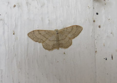 Vinkelengmåler (Idaea aversata)