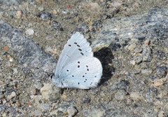 Holly Blue (Celastrina argiolus)