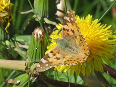 Tistelsommerfugl (Vanessa cardui)