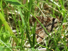 Brunt slåttefly (Euclidia glyphica)