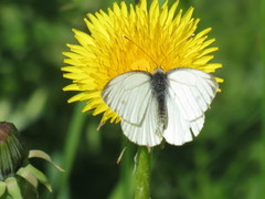 Rapssommerfugl (Pieris napi)