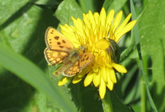 Northern Chequered Skipper (Carterocephalus silvicola)