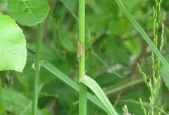 Årenebbmott (Chrysoteuchia culmella)