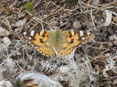 Tistelsommerfugl (Vanessa cardui)