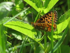 Pearl-bordered Fritillary (Boloria euphrosyne)