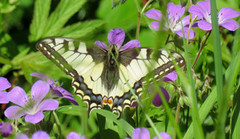 Svalestjert (Papilio machaon)