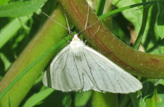 Black-veined Moth (Siona lineata)