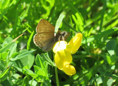 Dingy Skipper (Erynnis tages)