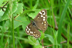 Speckled Wood (Pararge aegeria)
