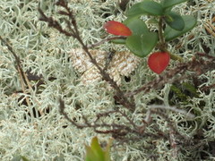 Lyngmåler (Ematurga atomaria)