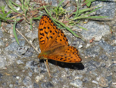 High Brown Fritillary (Argynnis adippe)
