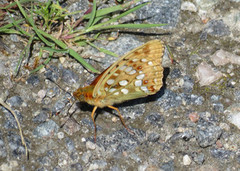 High Brown Fritillary (Argynnis adippe)