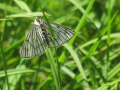 Black-veined Moth (Siona lineata)