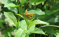 Small Pearl-bordered Fritillary (Boloria selene)