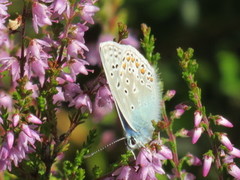 Silver-studded Blue (Plebejus argus)