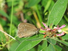 Ringlet (Aphantopus hyperantus)