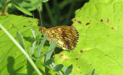 Lesser Marbled Fritillary (Brenthis ino)