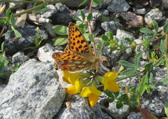Queen of Spain Fritillary (Issoria lathonia)
