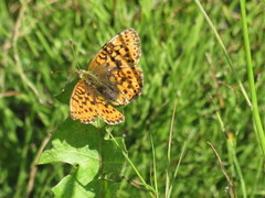 Lesser Marbled Fritillary (Brenthis ino)