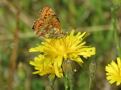 Lesser Marbled Fritillary (Brenthis ino)