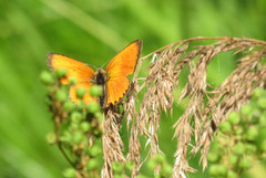 Oransjegullvinge (Lycaena virgaureae)