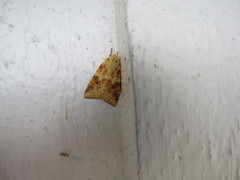 The Sallow (Xanthia icteritia)