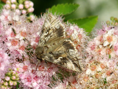 Silver Y (Autographa gamma)