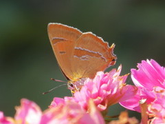 Brown Hairstreak (Thecla betulae)