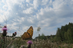 Keiserkåpe (Argynnis paphia)