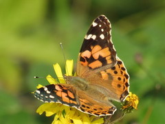 Tistelsommerfugl (Vanessa cardui)