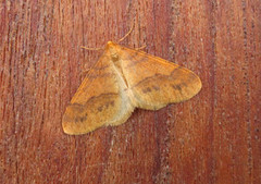 Scarce Umber (Agriopis aurantiaria)