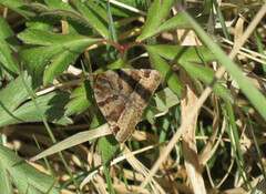 Burnet Companion (Euclidia glyphica)