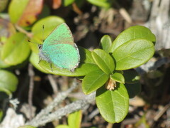 Grønnstjertvinge (Callophrys rubi)