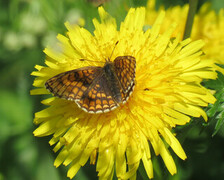 Heath Fritillary (Melitaea athalia)