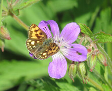Northern Chequered Skipper (Carterocephalus silvicola)
