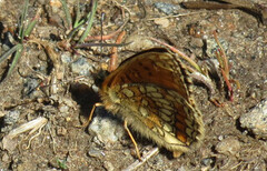 Marimjellerutevinge (Melitaea athalia)