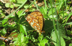 Pearl-bordered Fritillary (Boloria euphrosyne)
