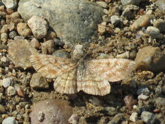 Common Heath (Ematurga atomaria)