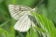 Black-veined Moth (Siona lineata)