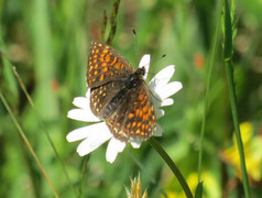 False-heath Fritillary (Melitaea diamina)