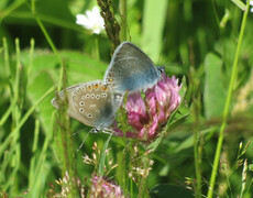 Sølvblåvinge (Polyommatus amandus)