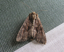 Stort engfly (Apamea monoglypha)