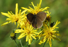 Ringlet (Aphantopus hyperantus)