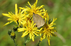 Ringlet (Aphantopus hyperantus)