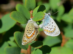 Idas blue (Plebejus idas)