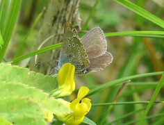 Cranberry Blue (Plebejus optilete)