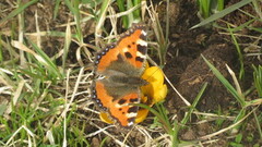 Neslesommerfugl (Aglais urticae)