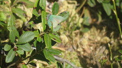 Grønnstjertvinge (Callophrys rubi)